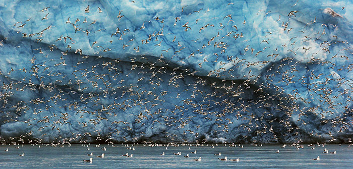 彌集在北極冰川前緣的群鷗