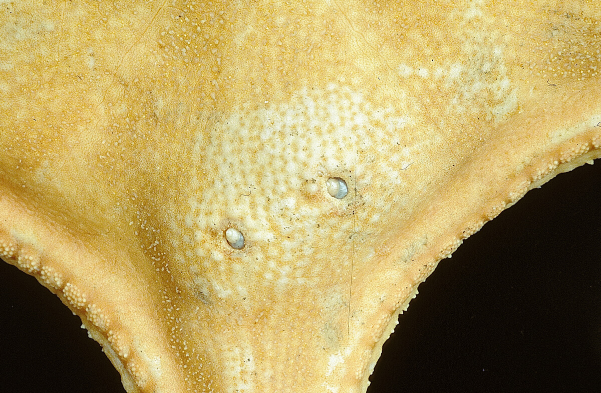顆粒花海星身上的寄生螺